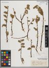 Foto von Salix caprea L.